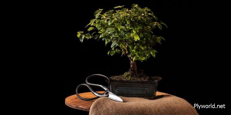 Cuidado y Crecimiento del Bonsái de Olivo (Olea europaea) - Guía Detallada 2 image 1