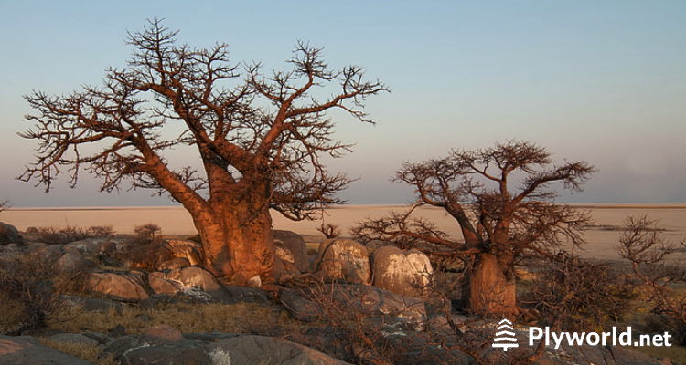 Descubriendo los misterios de los Baobabs 3 image 10
