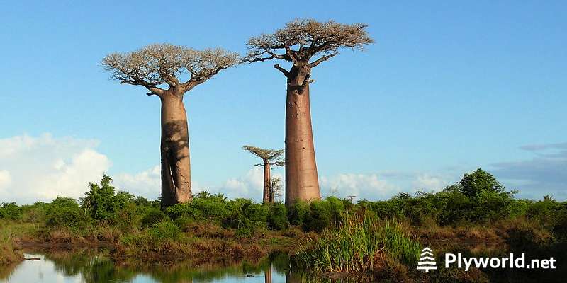 Descubriendo los misterios de los Baobabs