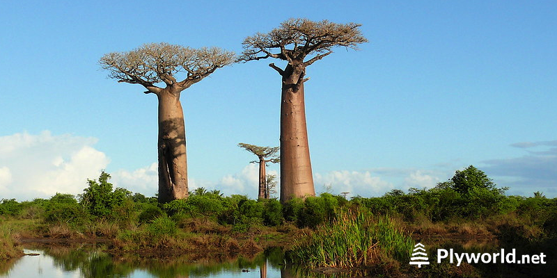 Descubriendo los misterios de los Baobabs 2 image 12
