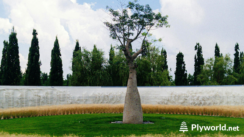 Descubriendo los misterios de los Baobabs 5 image 13