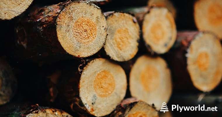 Propiedades Físicas de la Madera 6 image 14