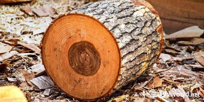 Clasificación de maderas por su dureza 6 image 15