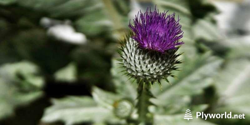 Plantas que se adhieren a la ropa 2 image 21