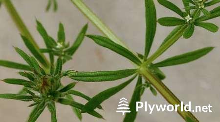 Plantas que se adhieren a la ropa 4 image 23