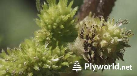 Plantas que se adhieren a la ropa 5 image 24