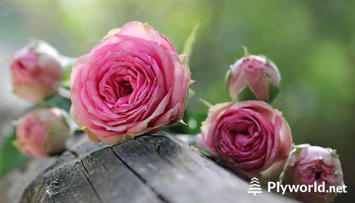 Cuándo Trasplantar Rosales: Guía Completa y Consejos Prácticos 2 Cuándo Trasplantar Rosales