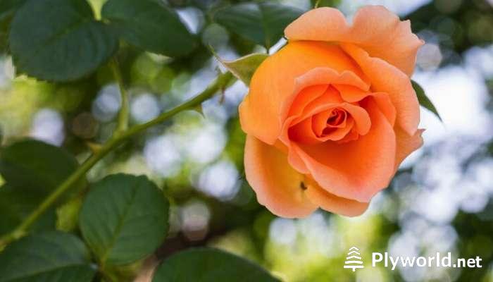 Cuándo Trasplantar Rosales: Guía Completa y Consejos Prácticos 3 image 26