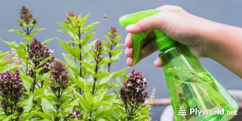 Proporción ideal de vinagre y agua para tus plantas