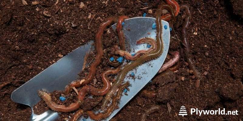 ¿El Humus de Lombriz quema las plantas? 2 image 29