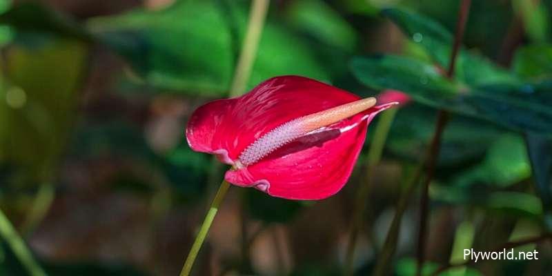 Propagación de Anthurium: Pasos Detallados y Orientación de Expertos 2 image 3
