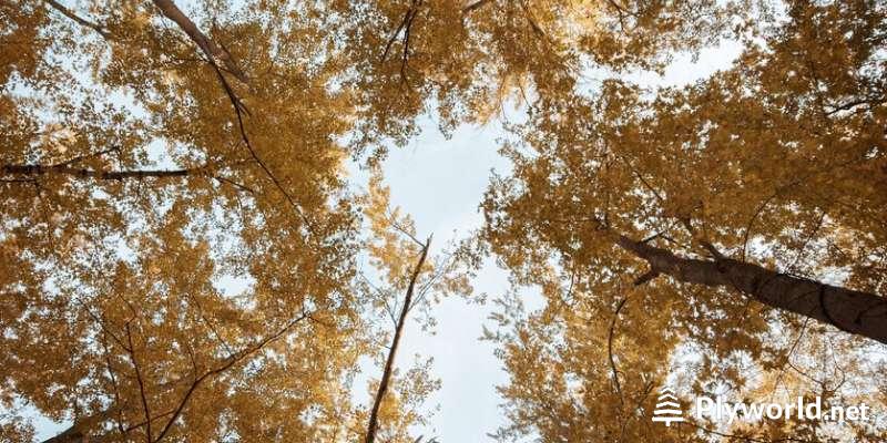 Árbol con Hojas Doradas 3 Árboles con Hojas Doradas