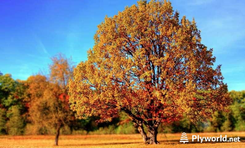 Árbol con Hojas Doradas 1 Árbol con Hojas Doradas