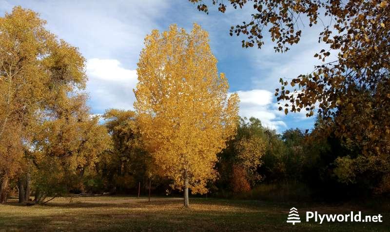 Árbol con Hojas Doradas 4 image 32