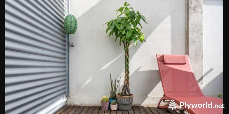 Pachira Aquatica Enfermedades 2 image 34