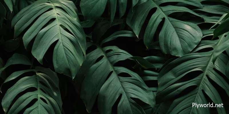 Señales de que tu Monstera tiene exceso de riego y cómo solucionarlo 2 image 4