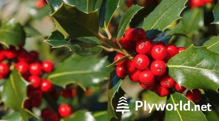 ¿Cuál es el Nombre del Arbusto con Bolitas Rojas? 7 image 41