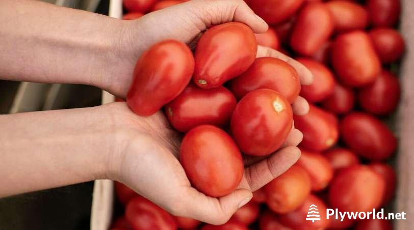 ¿Cuándo se plantan los tomates en Murcia? 4 image 45