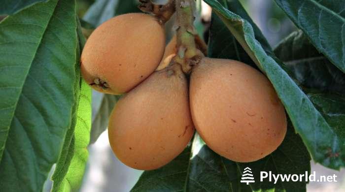 ¿Cómo Saber si un Níspero es Macho o Hembra? 4 Cómo Saber si un Níspero es Macho o Hembra