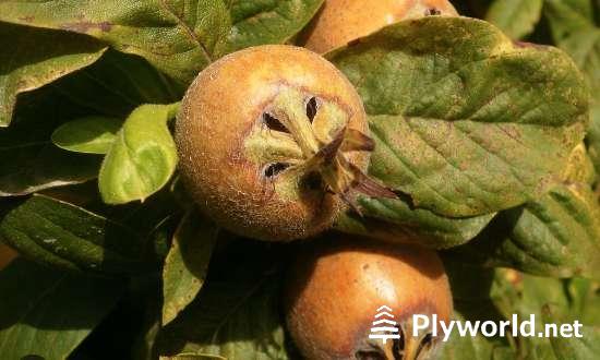 ¿Cómo Saber si un Níspero es Macho o Hembra? 3 image 49