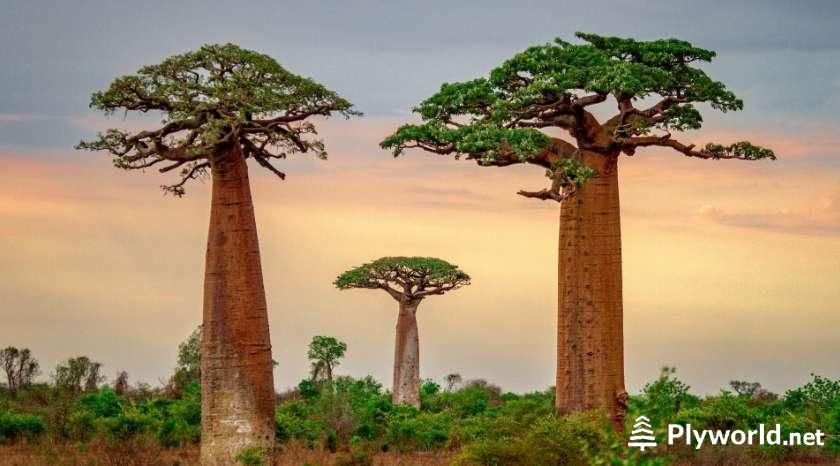 Descubriendo los misterios de los Baobabs 4 image 5