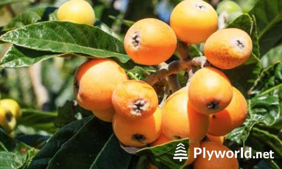 ¿Cómo Saber si un Níspero es Macho o Hembra? 4 image 50