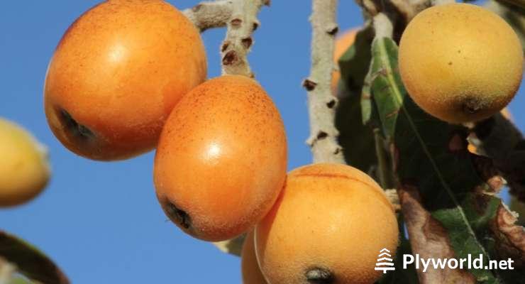 ¿Cómo Saber si un Níspero es Macho o Hembra? 5 image 51