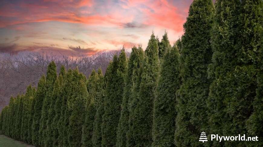 Diferencia entre Ciprés Totem y Stricta 2 Diferencia entre Ciprés Totem y Stricta