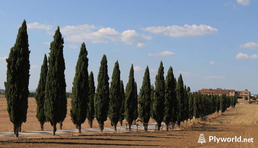 Diferencia entre Ciprés Totem y Stricta 3 Ciprés Totem vs Stricta