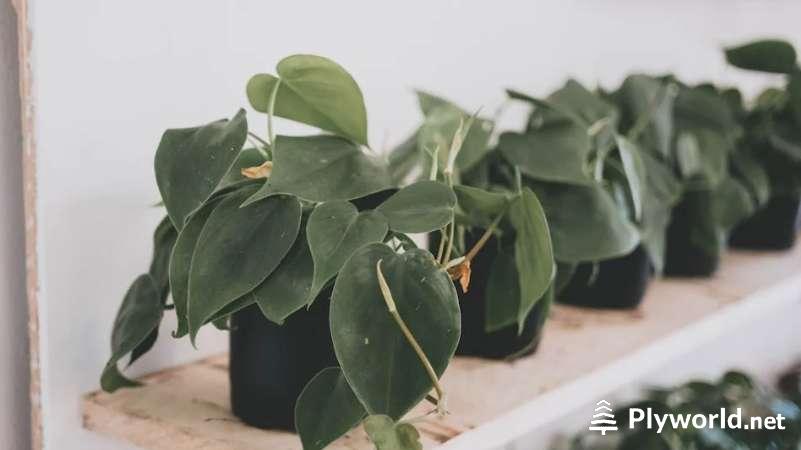 Guía Completa para el Cuidado del Filodendro Deja Vu 2 image 57