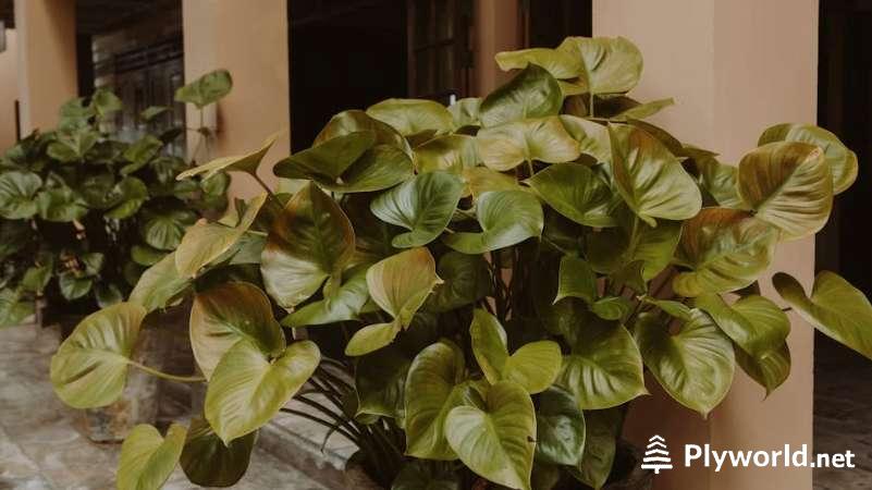 Guía Completa para el Cuidado del Filodendro Deja Vu 3 image 58