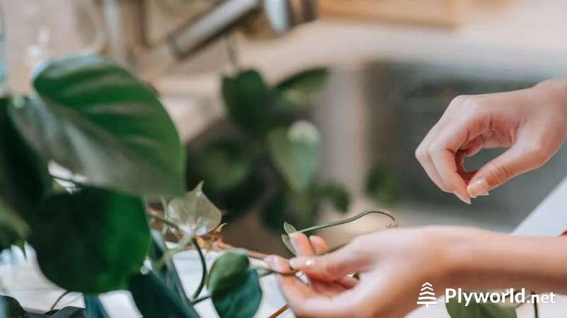 Guía Completa para el Cuidado del Filodendro Deja Vu 4 image 59