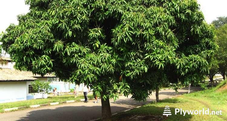 Todo lo que Necesitas Saber sobre la Madera de Mango 3 image 6