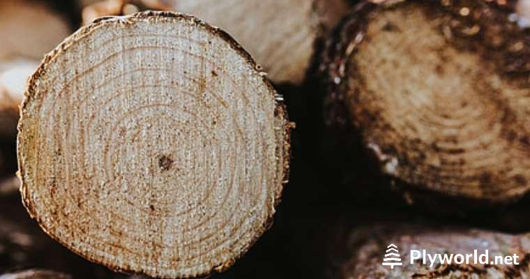 Densidad de la Madera 6 image 7