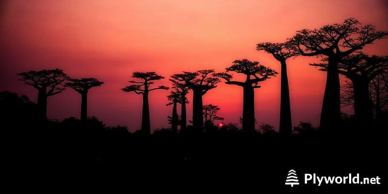 Descubriendo los misterios de los Baobabs 8 image 9