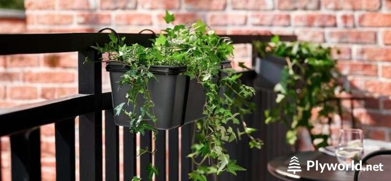 Plantas colgantes exterior resistentes: Guía Definitiva 3 image 4