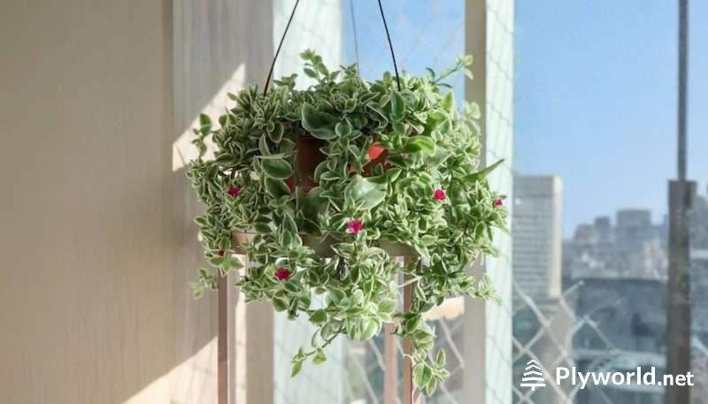 Plantas colgantes exterior resistentes: Guía Definitiva 6 image 8