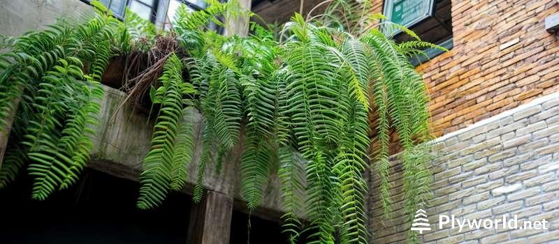 Plantas colgantes exterior resistentes: Guía Definitiva 7 image 9