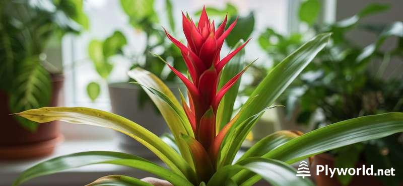 Cómo Revivir la Planta Alegría del Hogar (Impatiens y Guzmania) 8 Paso a Paso para Revivir la Alegría del Hogar