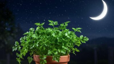En Qué Luna se siembra el Perejil