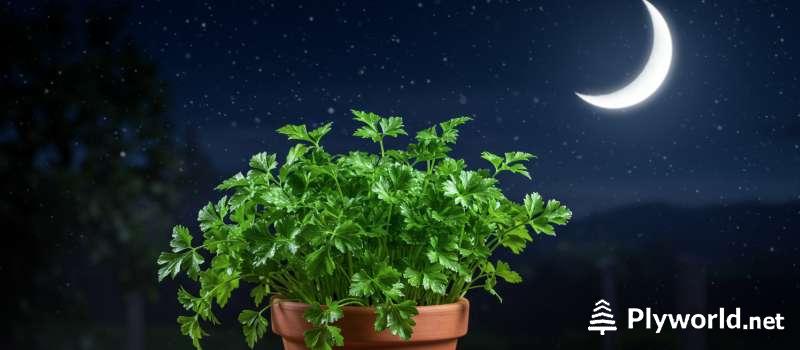 ¿En Qué Luna se siembra el Perejil? La Guía Definitiva 5 En Qué Luna se siembra el Perejil