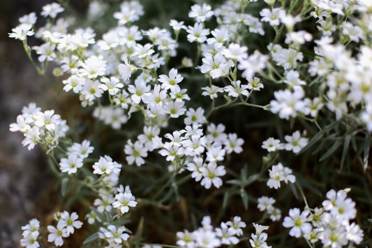 Cerastium tomentosum nieve de verano con flores blancas Cerastium