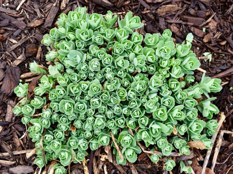 Delosperma con flores púrpura y rosa Delosperma