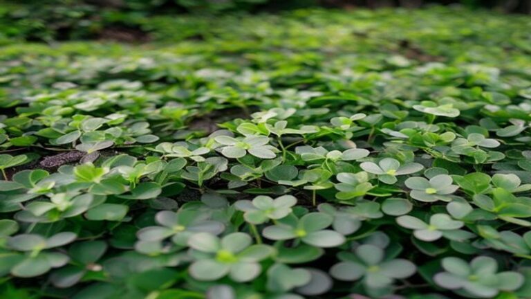 Dichondra repens planta tapizante verde pisable Dichondra