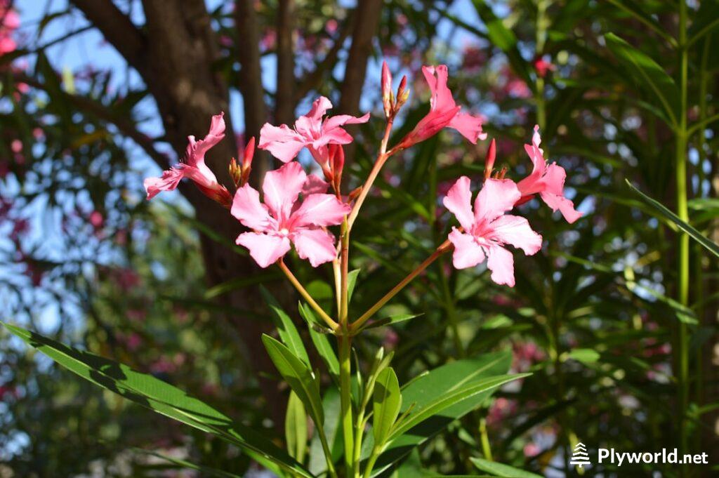 Mandevilla vs Dipladenia: Diferencias Reales y Cuál Elegir para tu Jardín 🌿 5 dipladenia sanderi