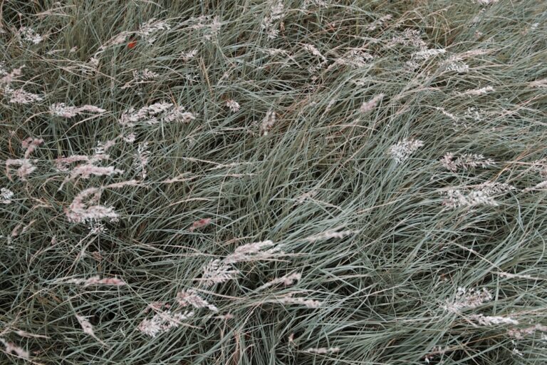 Festuca glauca gramínea ornamental gris-azulada Festuca
