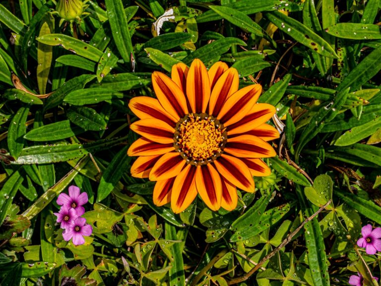 Gazania con flores naranjas y amarillas Gazania