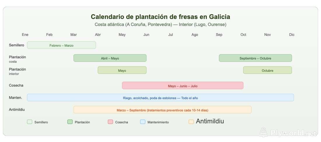 Cuándo plantar fresas en Galicia: guía completa con calendario 4 Calendario de plantación de fresas en Galicia