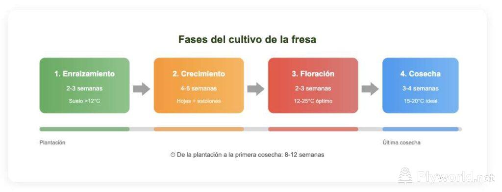 Cuándo plantar fresas en Galicia: guía completa con calendario 6 image 4