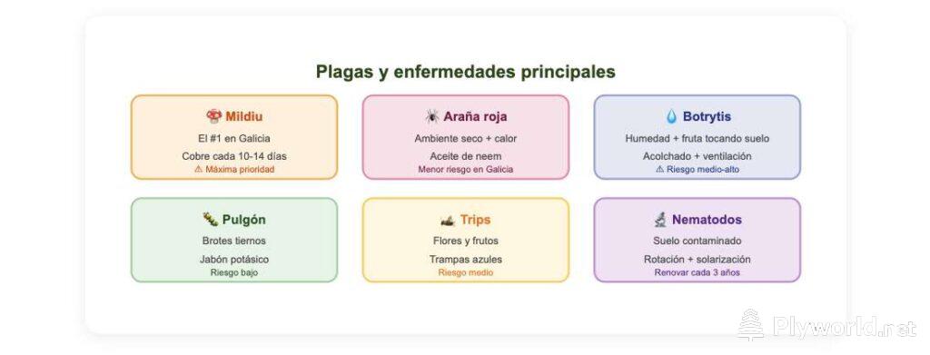 Cuándo plantar fresas en Galicia: guía completa con calendario 8 image 6
